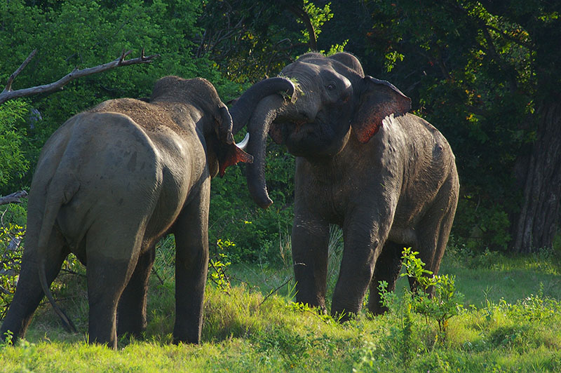 Elephant Watching Tour