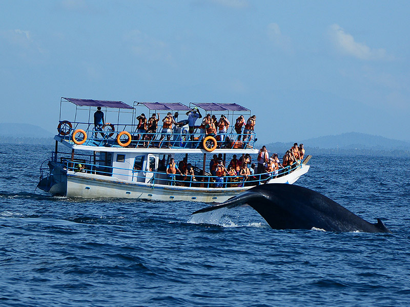 Whale Watching
