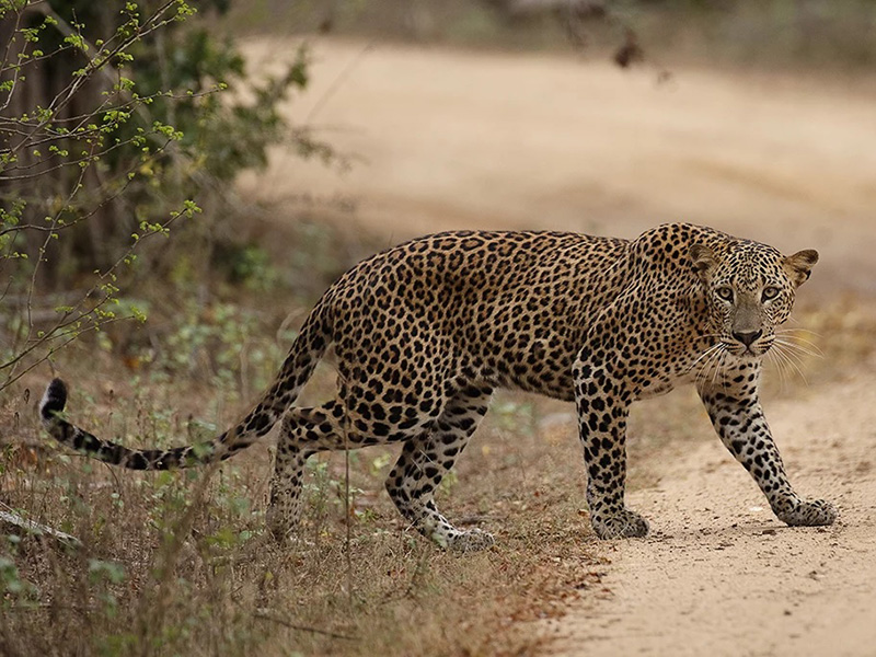 Yala National Park Safari